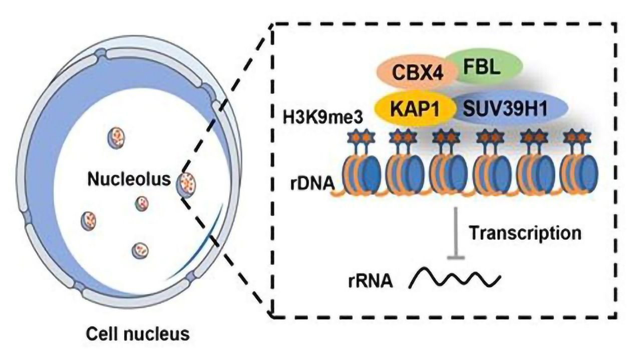 Rejuvenation of Aging Cells in Osteoarthritis Gene Therapy