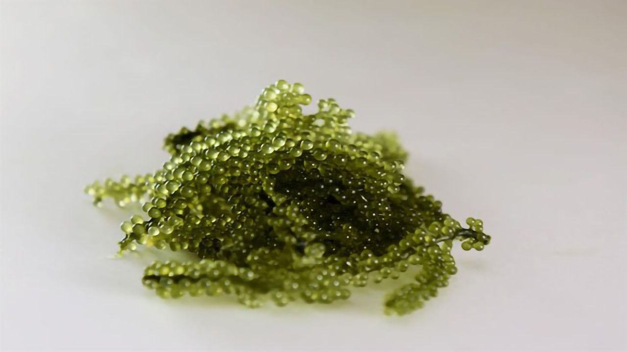 Okinawan Sea Grapes Reveal Secrets of Plant Evolution