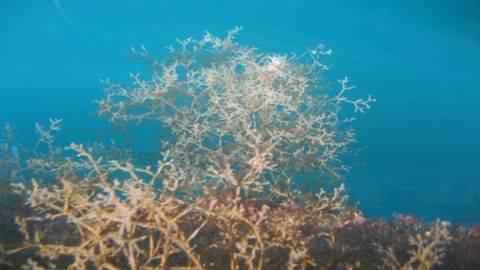 The Galápagos Islands’ Alien Marine Species