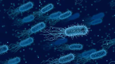 How Antibiotics Change Human Microbiome Diversity Long-term