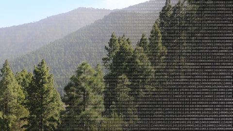 What Big Data Reveals About the Diversity of Species