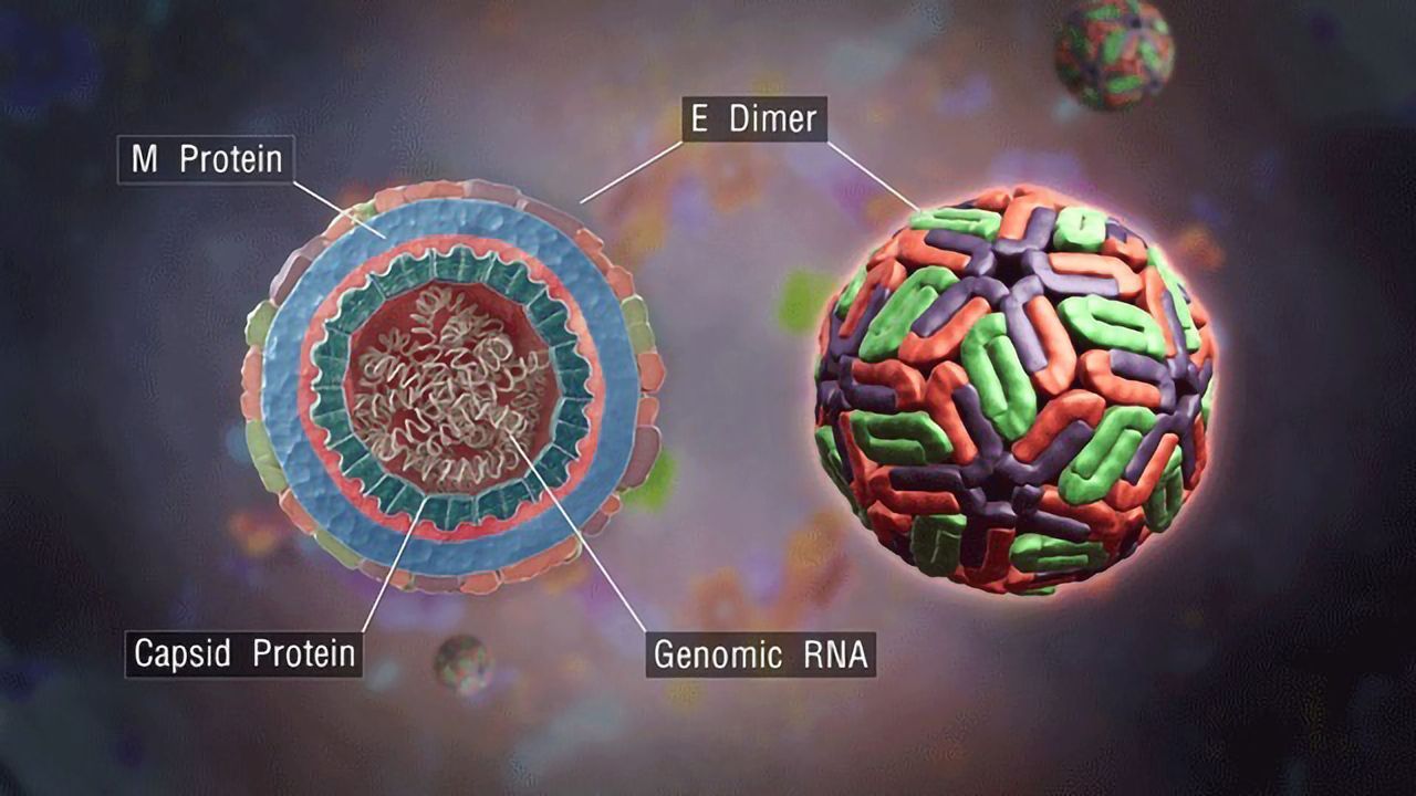Evolution of Antibody Response to Dengue Virus Teased Out