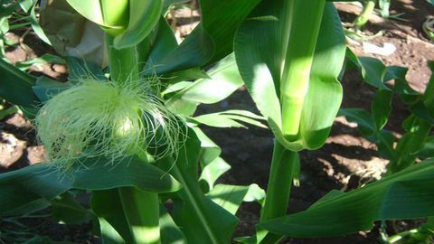 New Gene Essential for Making Ears of Corn Identified