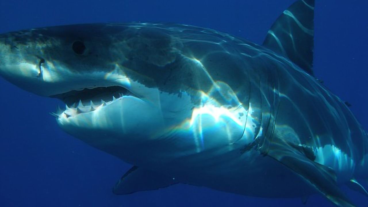 Are Sharks Protected From Harmful Effects of Heavy Metals?
