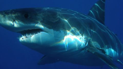 Are Sharks Protected From Harmful Effects of Heavy Metals?