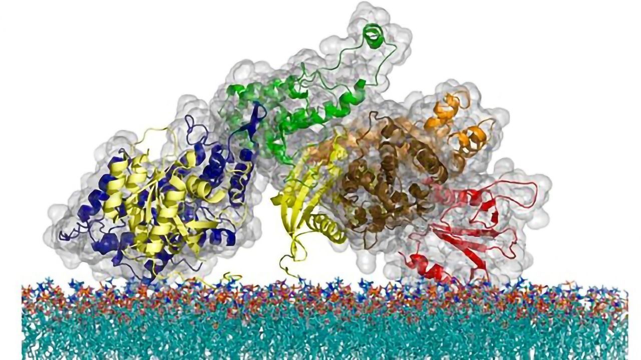 How Hard-working T Cells Tune Out Fake Signals