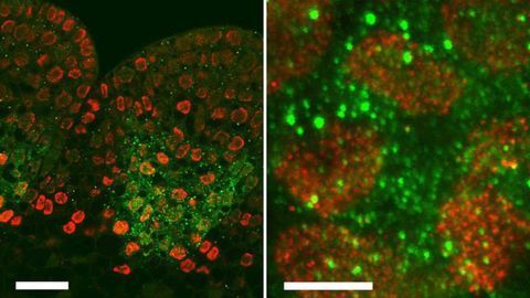 Crop Yield in Maize Influenced by Unexpected Gene “Moonlighting”
