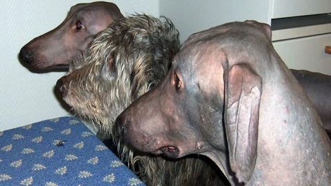 A “Bald” Finding
