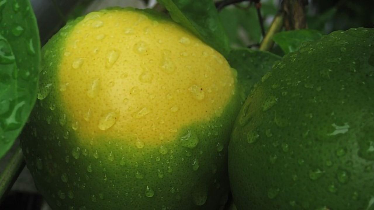 Defending Orange Juice With a Fungal Compound