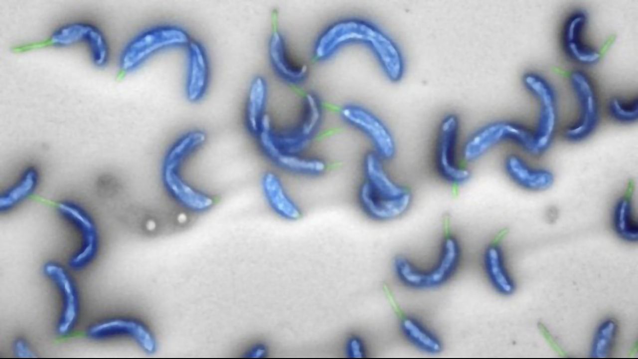 Computer-created Bacterial Genome is World First