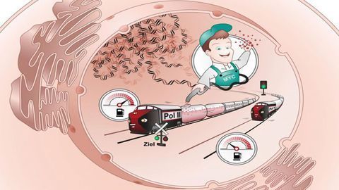 Cellular Protein “Gas Pump Attendant” of Cancer Development