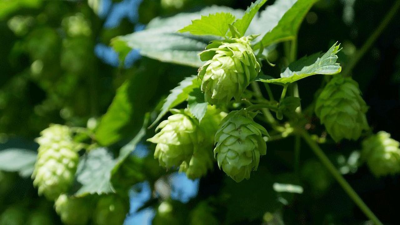 Hops-derived Compounds Thwart Cancer Cells