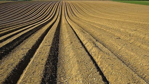 Why Did Our Ancestors Start Farming?