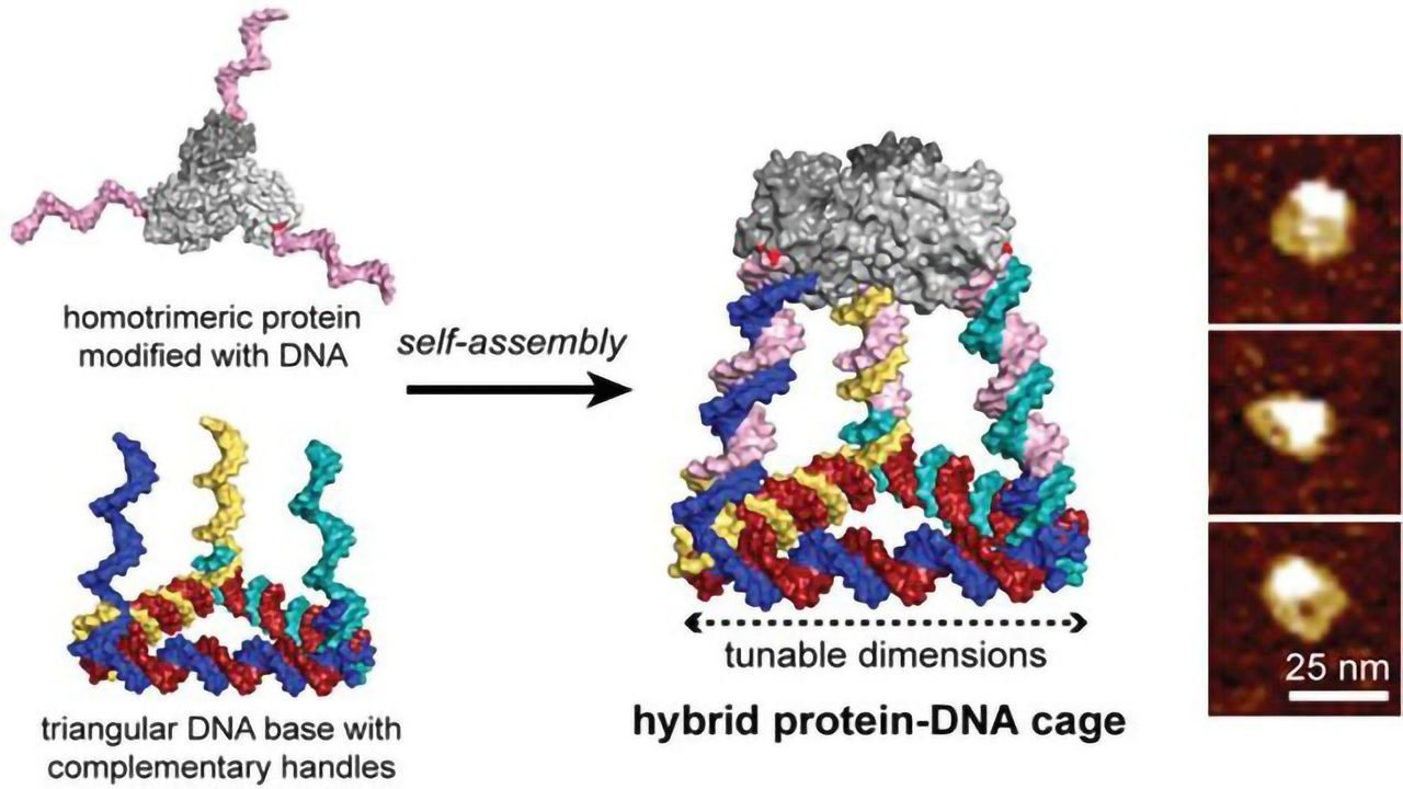 Building With DNA “Lego”