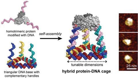 Building With DNA “Lego”
