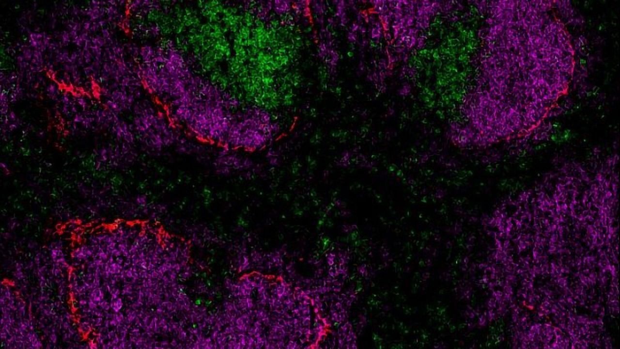 Long-held Misconception of White Blood Cell Trafficking to Spleen Corrected