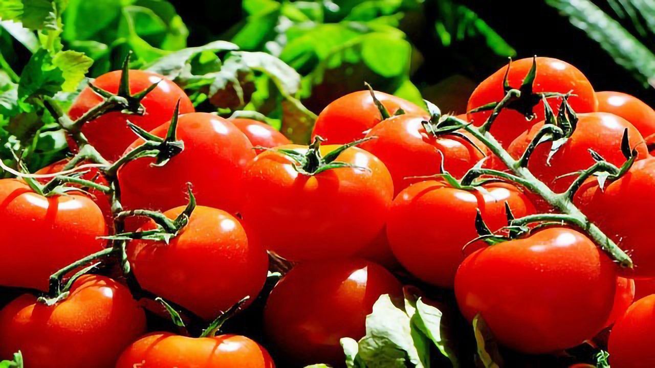 Genome Editing Database Helps Researchers Pull Together to Advance Agriculture