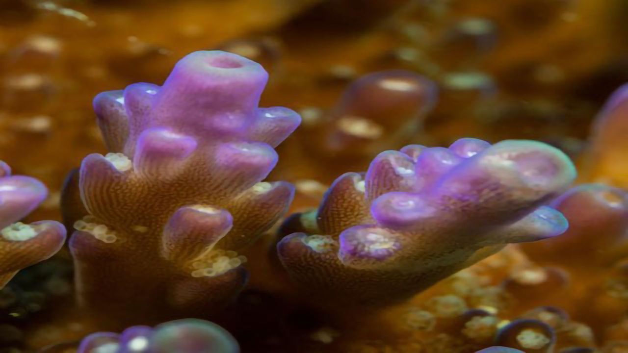 Organism With Chlorophyll Genes That Doesn’t Photosynthesize May Help Protect Coral Reefs