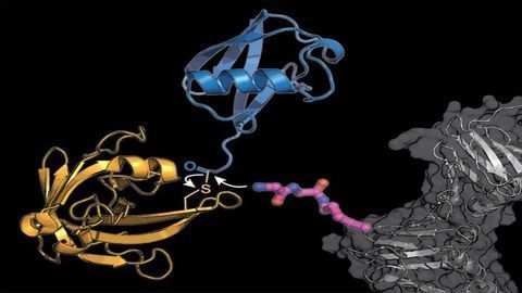 World First: Targeted Labeling of Proteins With Ubiquitin