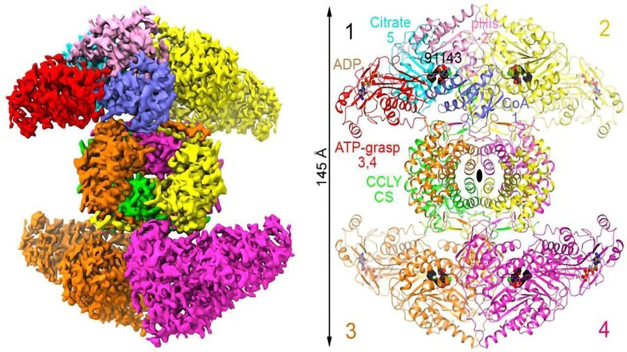 Metabolic Enzyme Shows Promise as Cancer Treatment Target