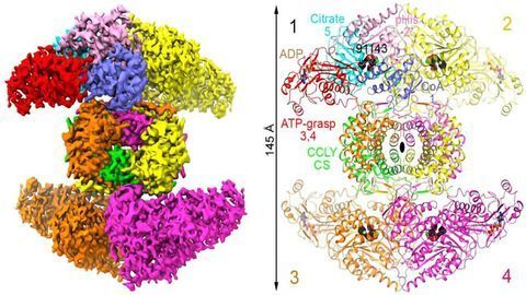 Metabolic Enzyme Shows Promise as Cancer Treatment Target