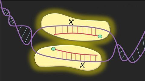 New Gene Editing Technique Cuts DNA in Areas Inaccessible by CRISPR