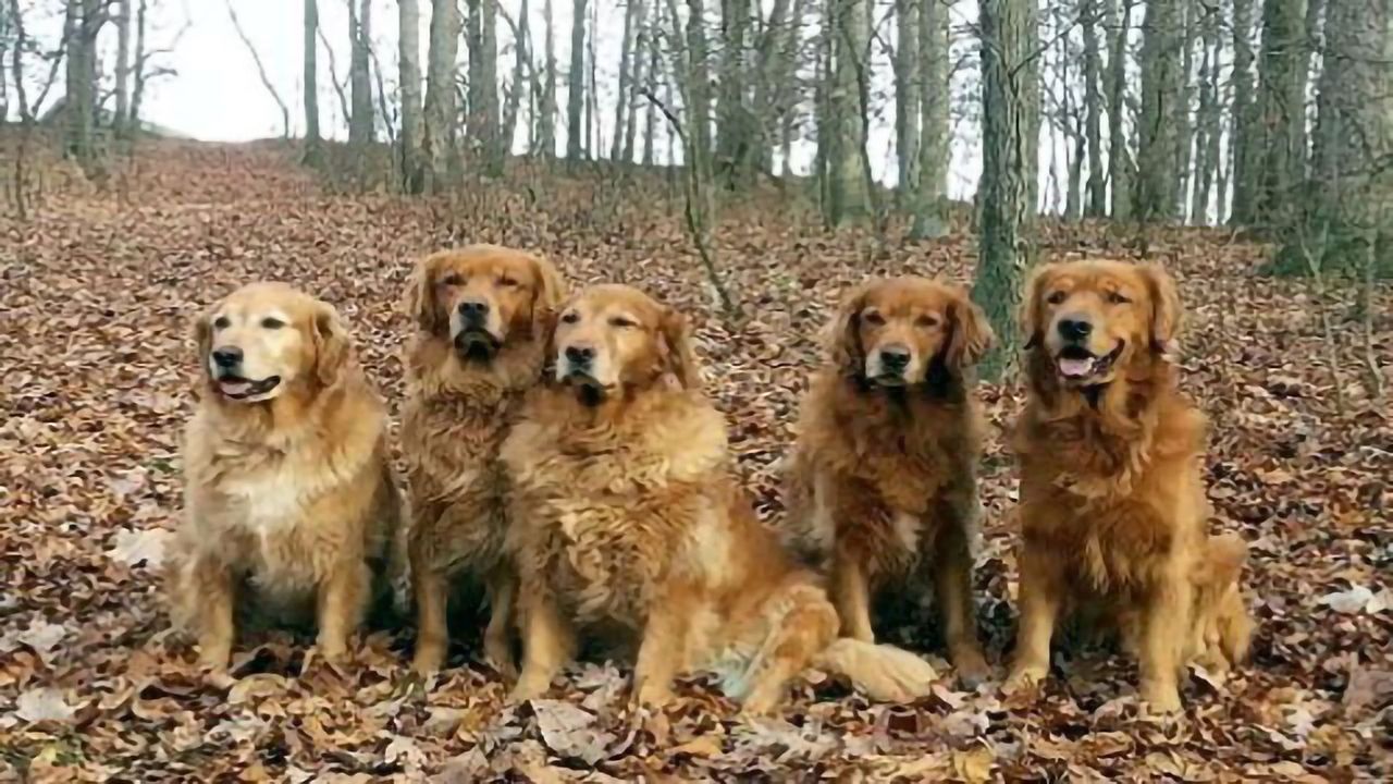 Protect Your Canine Friends From Cancer With Omega-3 Fatty Acid Supplements