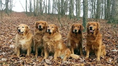 Protect Your Canine Friends From Cancer With Omega-3 Fatty Acid Supplements