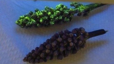 Nanomaterials Give Plants "Super" Abilities