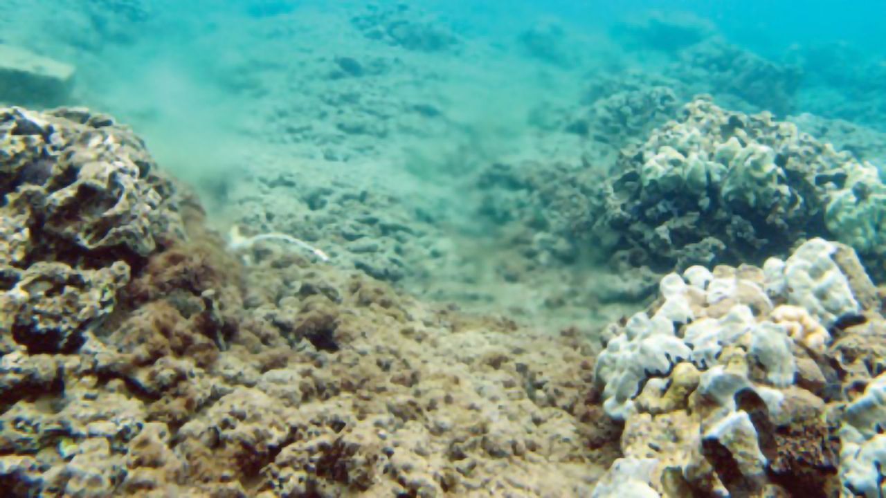 Excess Nitrogen Polluting Sea Tracked to Sewage Plant