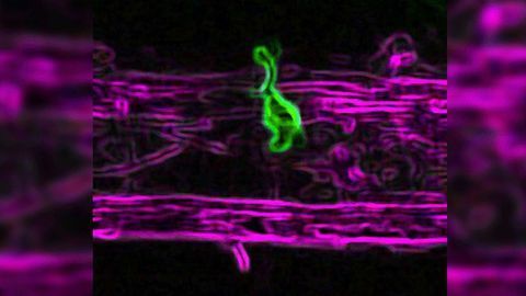 Microglia Defy Boundaries Defined by the Textbooks