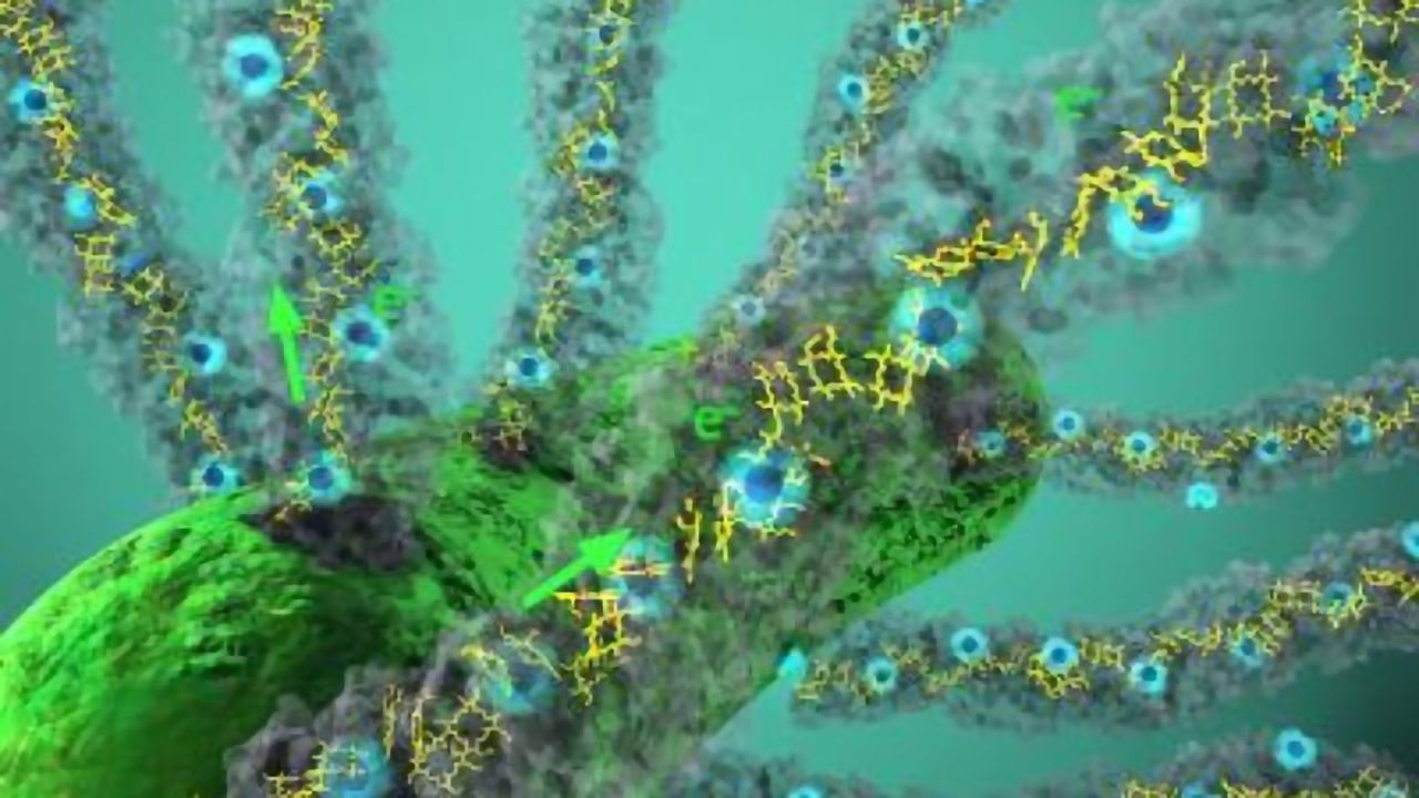 Mystery of Bacterial Nanowire Solved