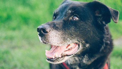 Sleepovers Reduce Stress in Shelter Dogs