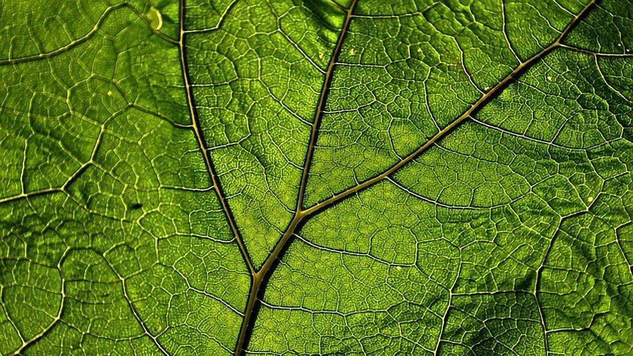 Cryo-EM Reveals Molecular Steps in Plant Immune Receptor Activation