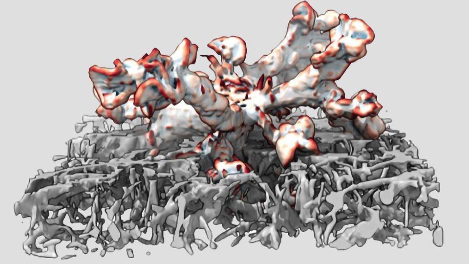 Leukocytes Use Their Nucleus as a Ruler to Find the Best Way Forward content piece image