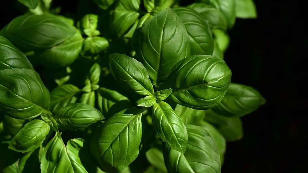 Improving Flavor With Cyber Agriculture