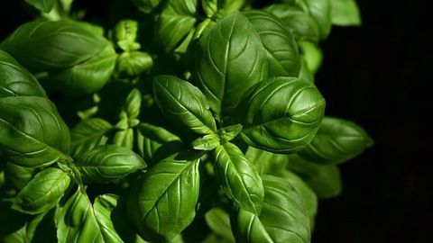 Improving Flavor With Cyber Agriculture