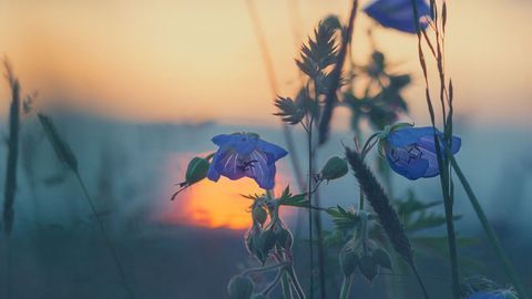 Plants Grow Less in Hotter Temperatures