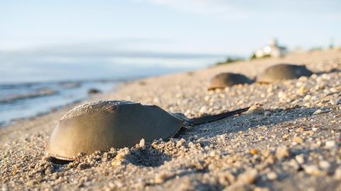 Spotlight on Sustainable Endotoxin Testing to Support Horseshoe Crab Conservation at Lonza’s 5th Endotoxin Testing Summit