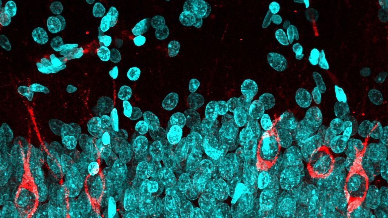 New Neurons Until Ninety: Discovering Neurogenesis in the Adult Hippocampus