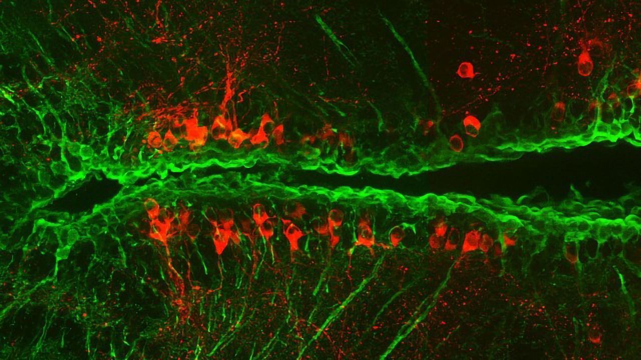 Zebrafish Show the Way to Brain Cell Regeneration in Parkinson's