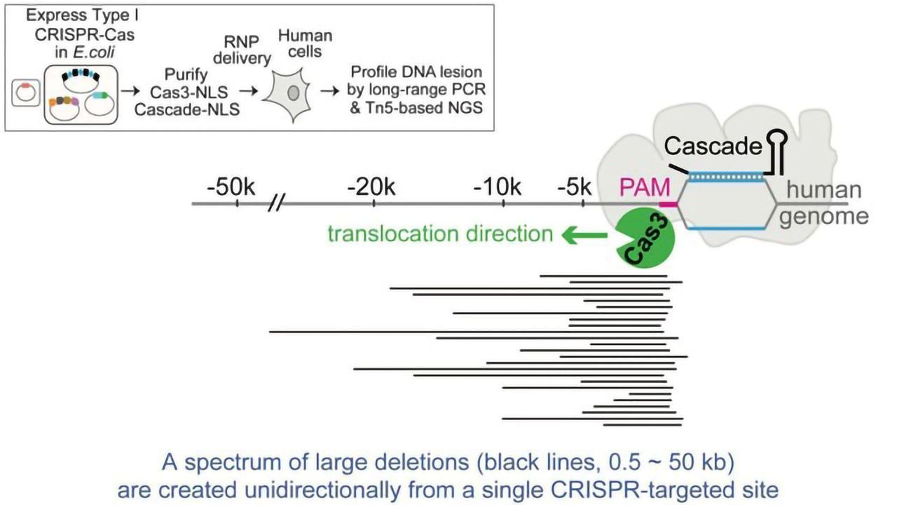 Novel CRISPR System “Shreds” DNA