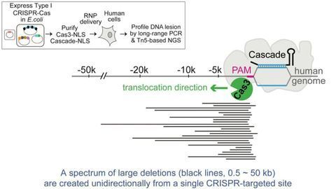 Novel CRISPR System “Shreds” DNA