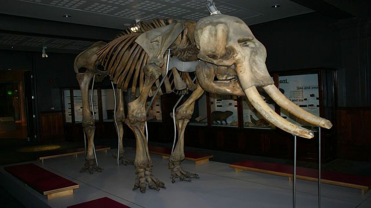 Were Neanderthals and Woolly Mammoths Genetically Related?