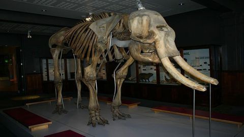 Were Neanderthals and Woolly Mammoths Genetically Related?