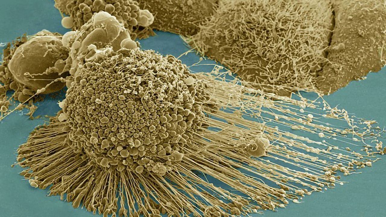 "Hit-and-run" Interaction May Trigger Cell Death
