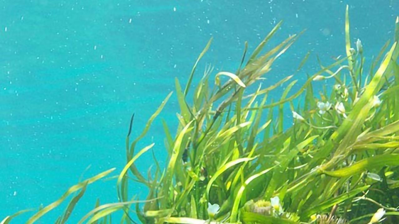 Kelp Is at Hand: A Treasure Trove of New Drugs Underwater