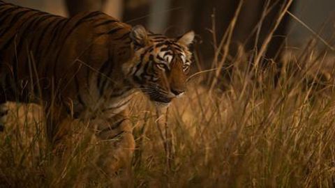 CSI Meets Conservation