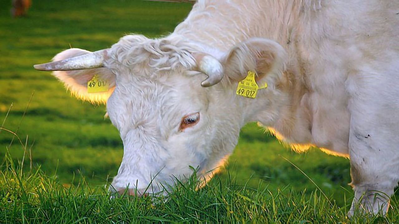 Creating Climate-friendly Cattle Farms