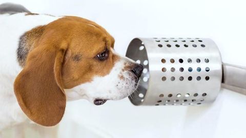 Dogs Can Accurately Sniff Out Cancer in Blood